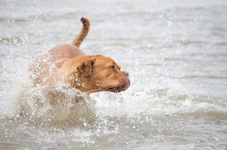 Conseils_chiens_divers_eau-plage_07.jpg