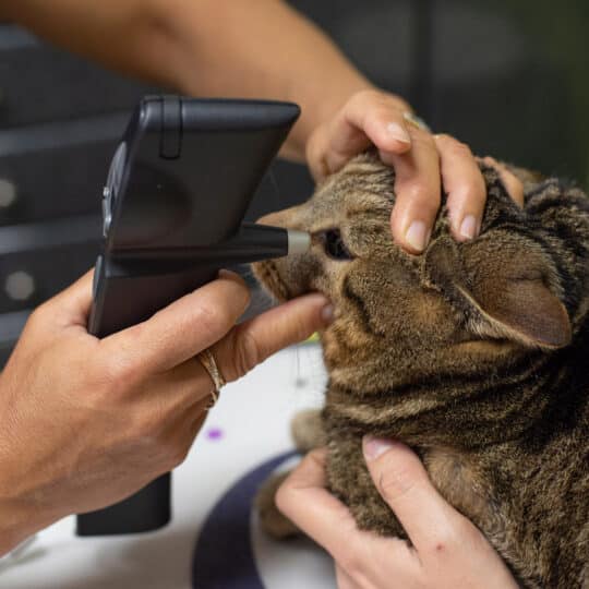 Mesure de la pression intraoculaire sur un chat au Tonomètre