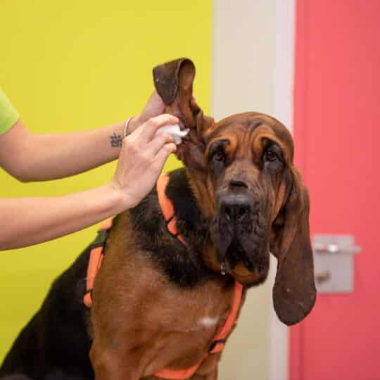 Nettoyage des oreilles au cours de la consultation vaccinale