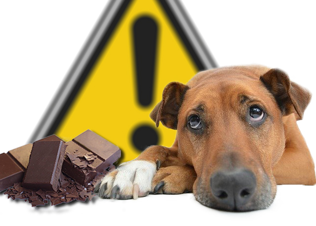 Chocolat chien attention