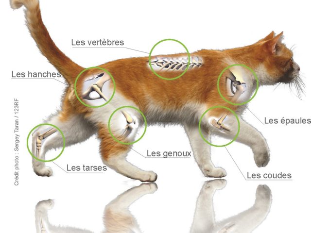 L'arthrose chez le chien - Clinique Vétérinaire de Saint-Venant