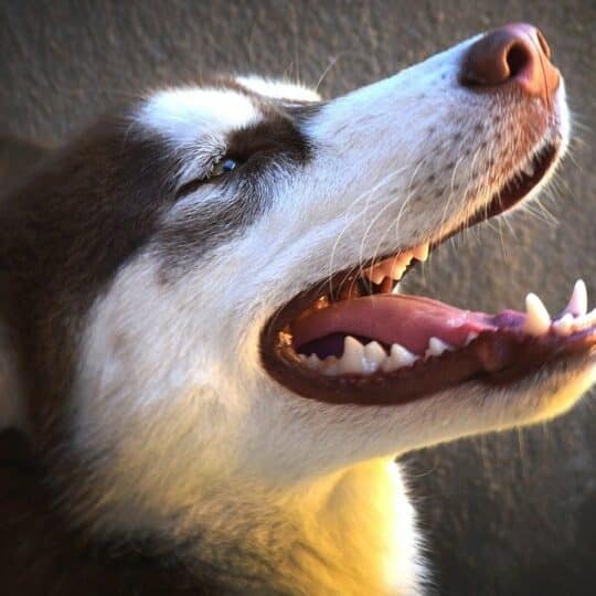 Denture chien